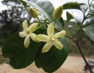 Lòng mức nhuộm, co mụ - Wrightia laevis Hook.f