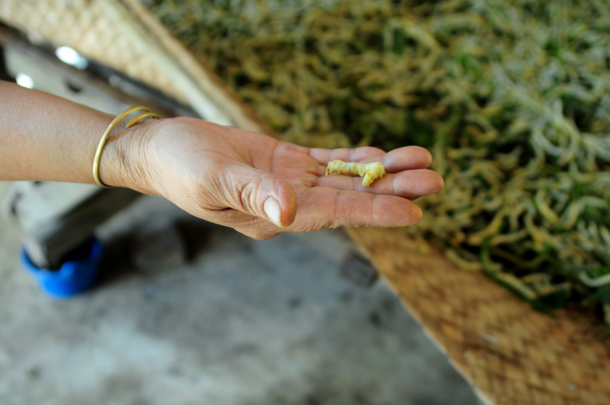 Bombyx mori silkworm from the silk nursery at IKTT
